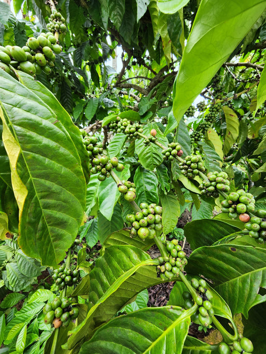 How to Extract Coffee from Green Coffee Beans: A Beginner’s Guide