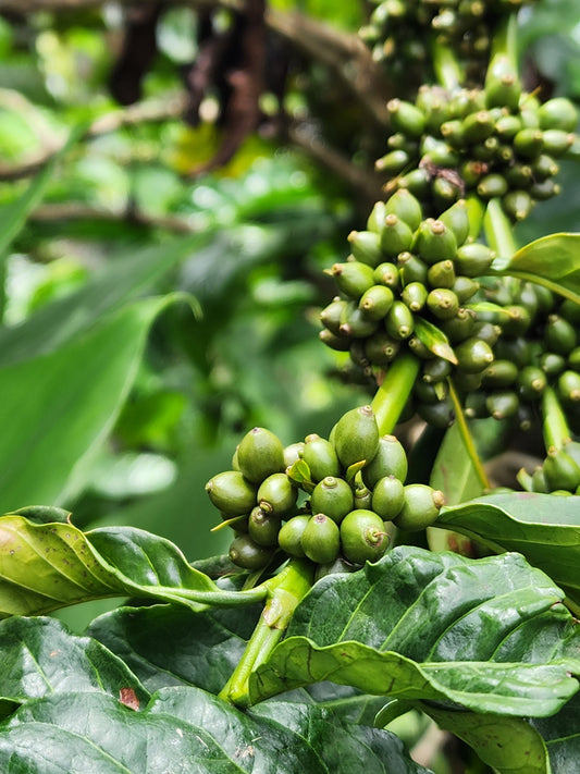 Roasting Green Coffee Beans at Home