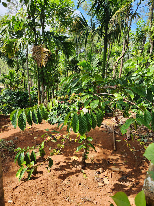 Benefits of Shade Grown Coffee