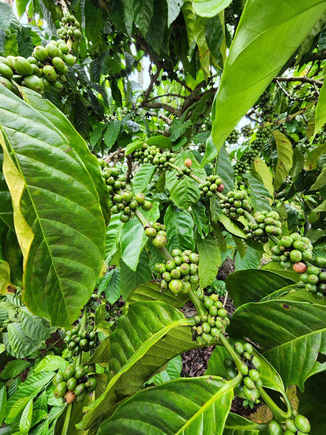 How to Extract Coffee from Green Coffee Beans: A Beginner’s Guide