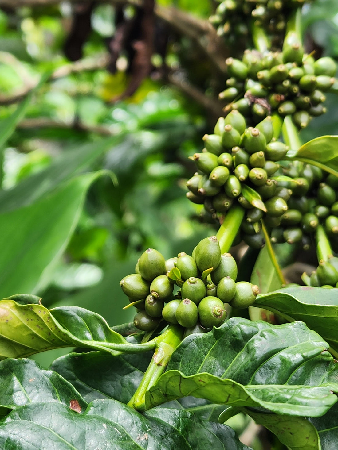 Roasting Green Coffee Beans at Home