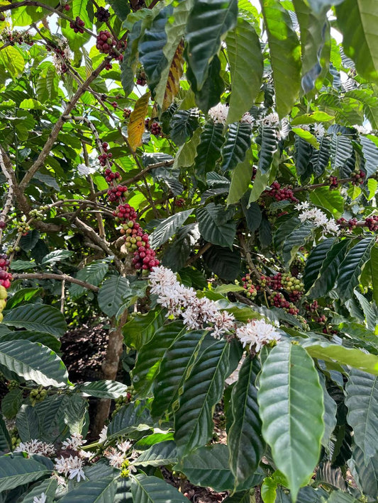 How Coffee Fits into Ayurveda and Eastern Wellness Rituals
