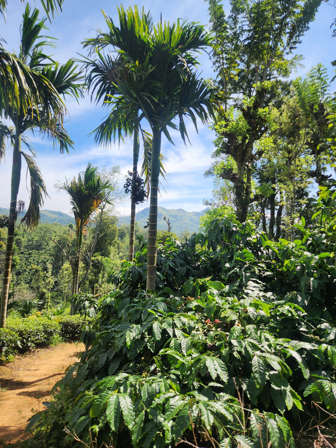 Estate_ShadeGrown_CoconutTrees_RobustaCoffeeTrees_RobustaCoffeeBerries_SouthIndianCoffee_FilterCoffee_PeepLCoffee_India_FreshWholeBeans