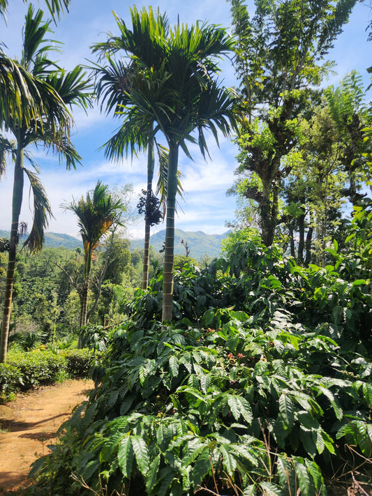 Estate_ShadeGrown_CoconutTrees_RobustaCoffeeTrees_RobustaCoffeeBerries_SouthIndianCoffee_FilterCoffee_PeepLCoffee_India_FreshWholeBeans