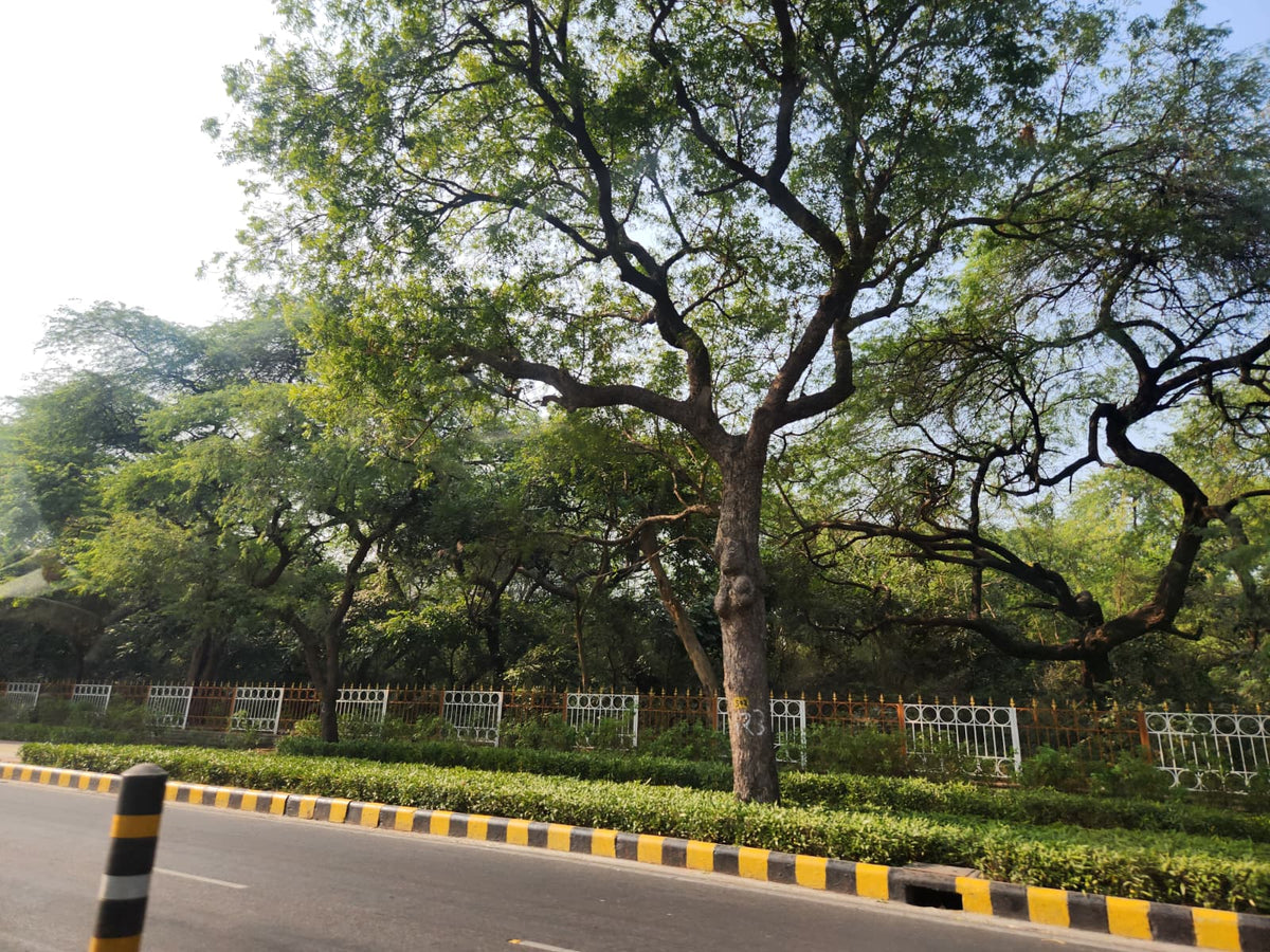 A large, mature tree with sprawling branches and dense green foliage stands beside a paved road with yellow and black striped curbs and a white metal fence.