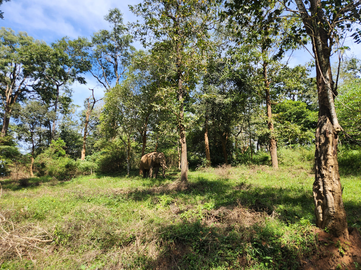 A wide outdoor scene of a grassy clearing with tall trees and a blue sky, with a large elephant standing in the wooded area in the distance.